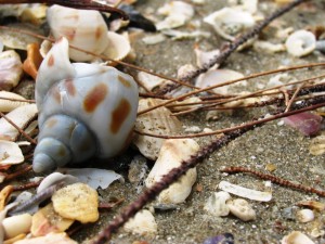shells in Ream National Park